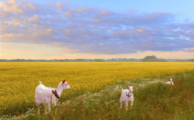 Лето фото превью