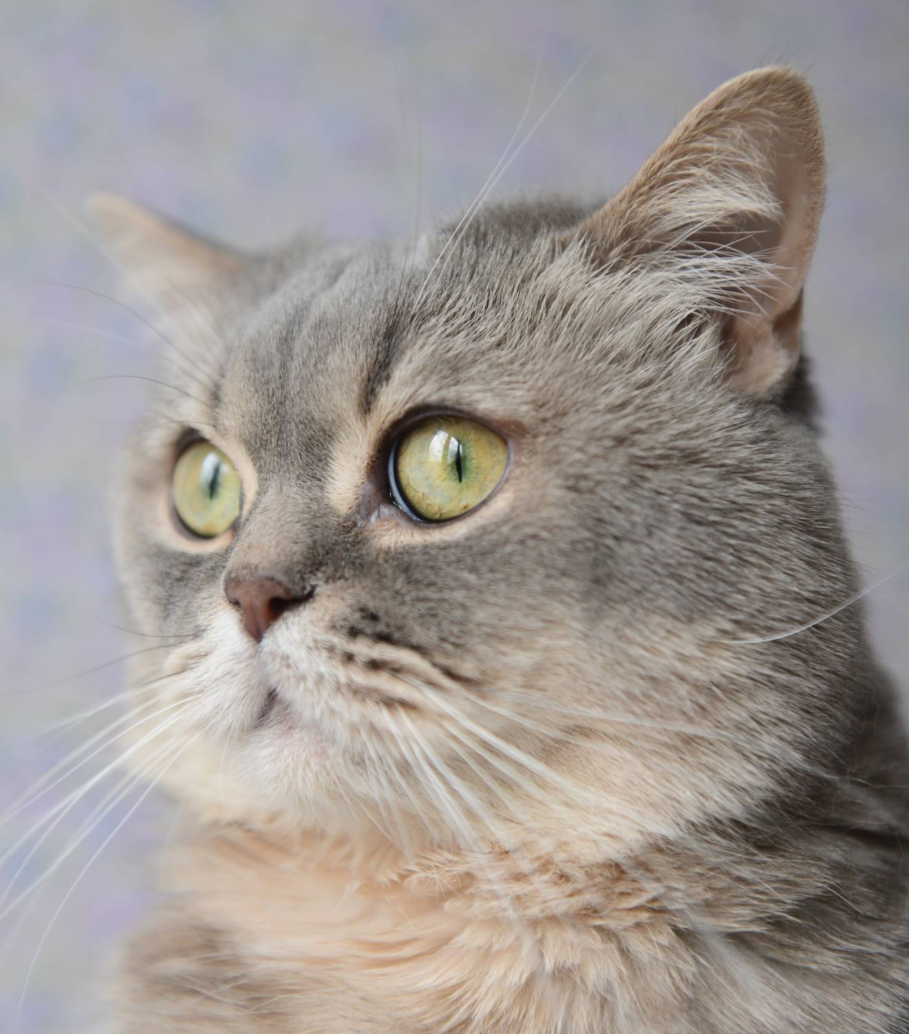 , Божена Пучко