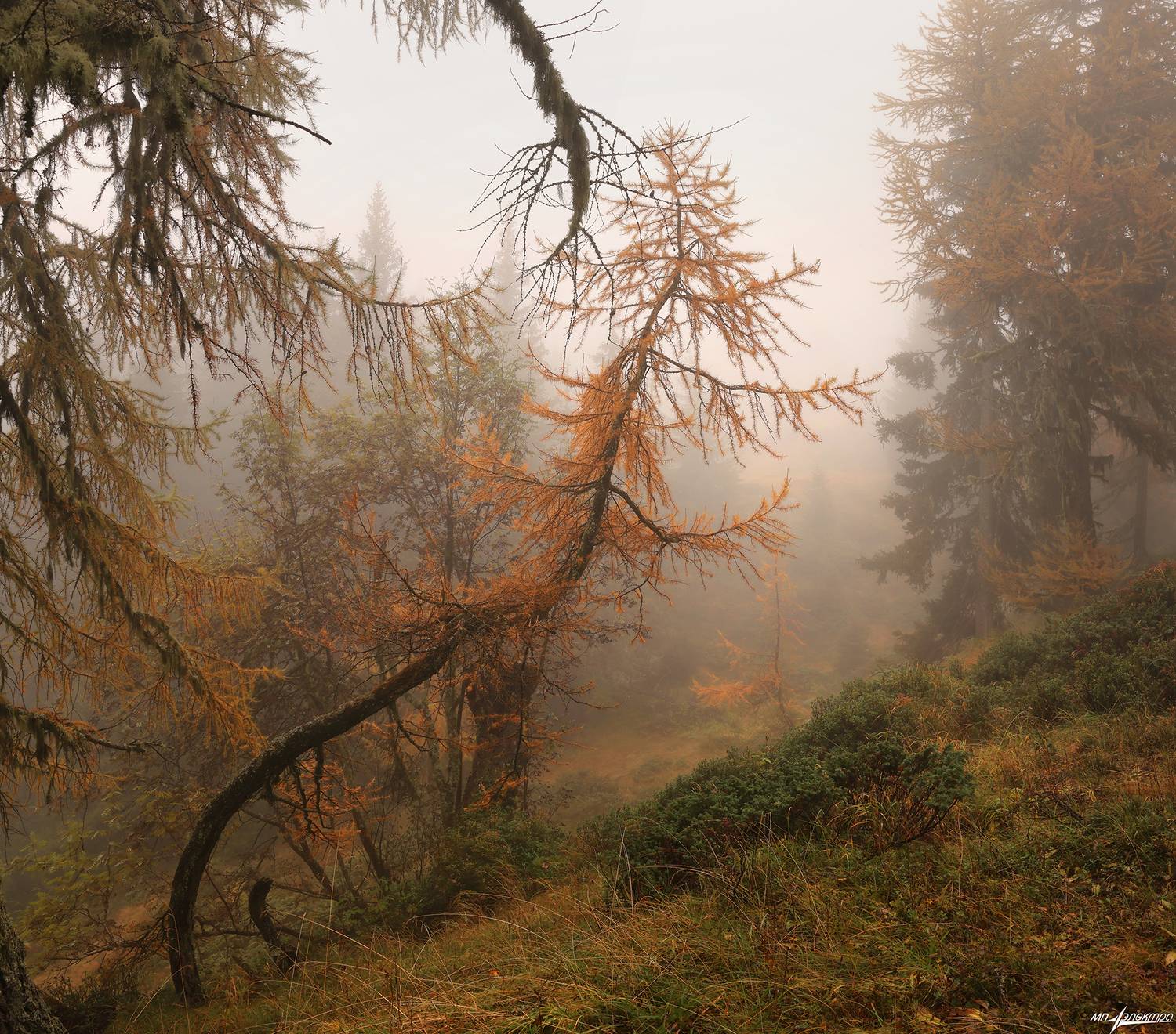 swiss,осень,горы,швейцария,туман,лес,bettmeralp, Матвеев Николай