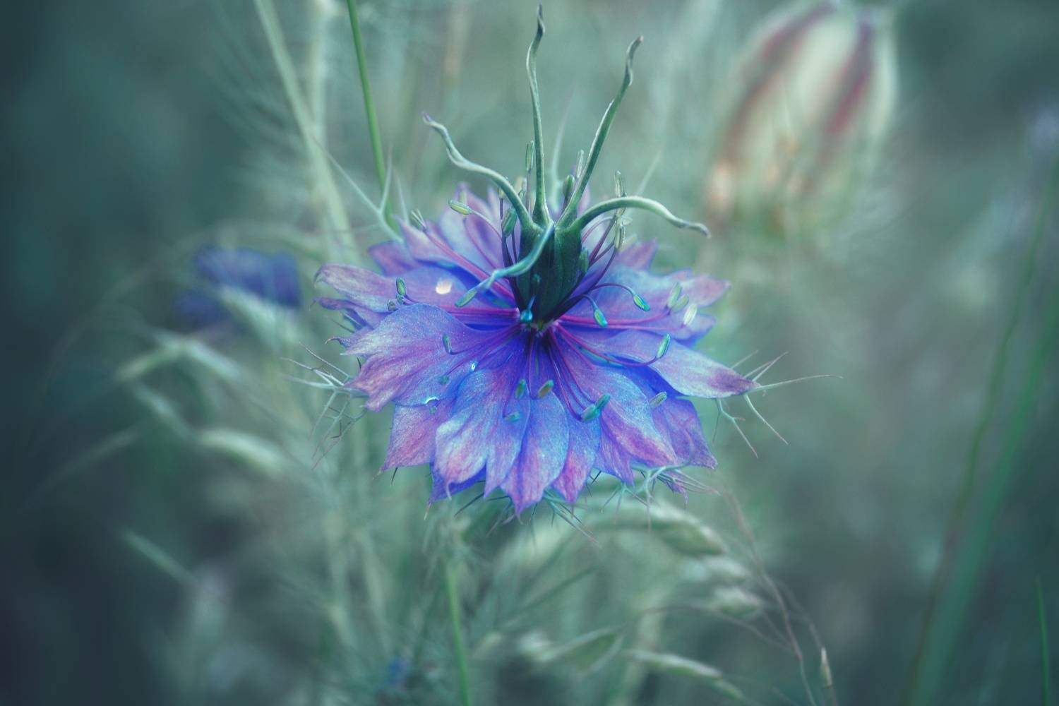 , Юлияна Стоянова