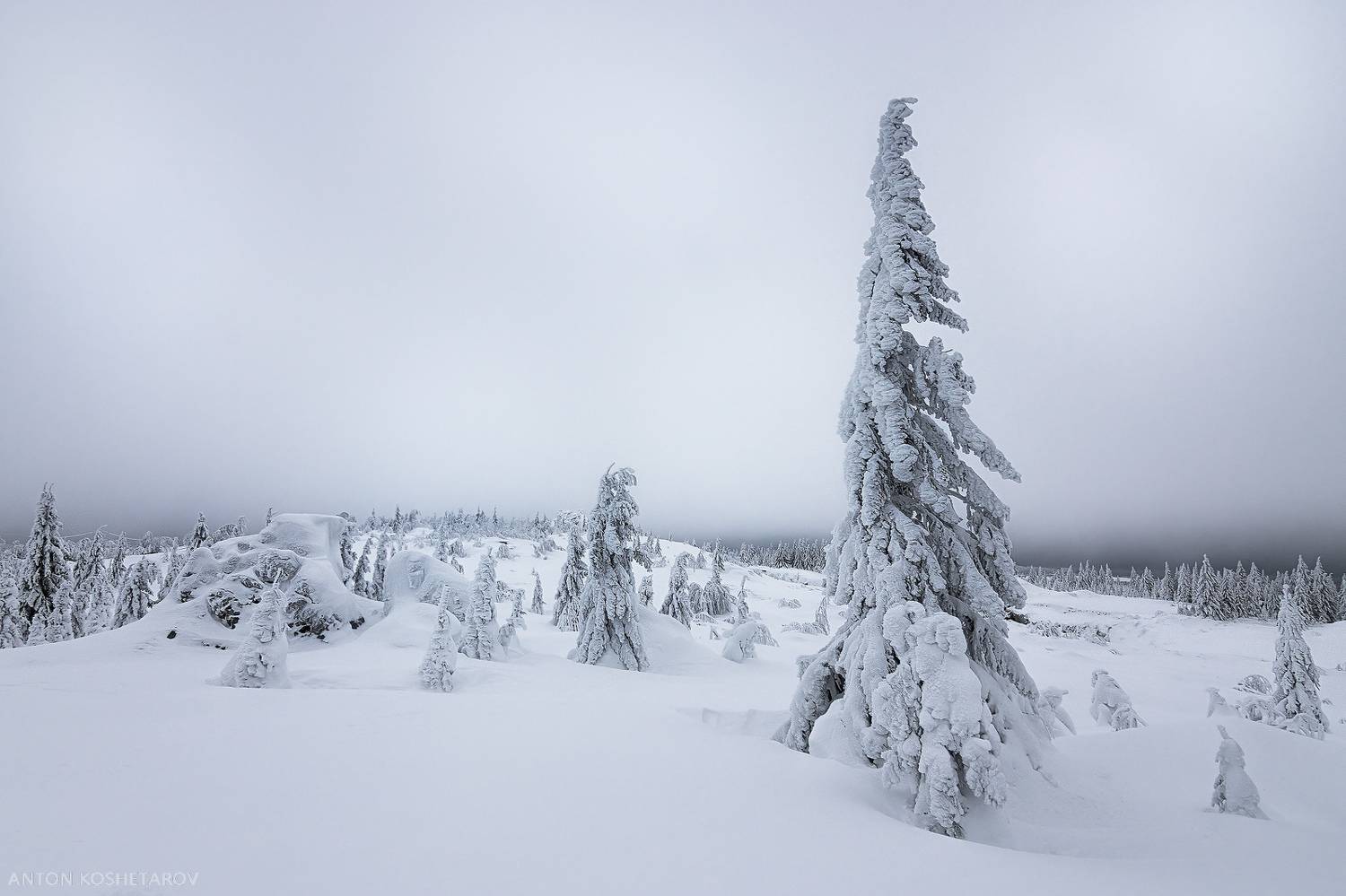 , Антон Кошетаров