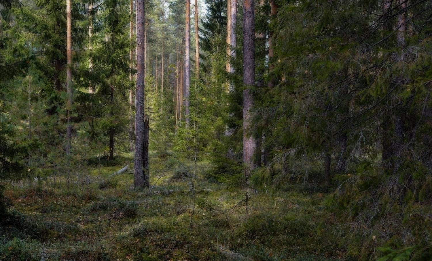 лес, сосны, ели, тропинка, осень, август,, Петров Игорь