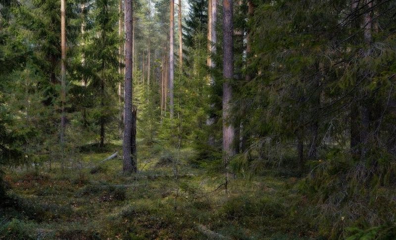 лес, сосны, ели, тропинка, осень, август, Тропинка фото превью