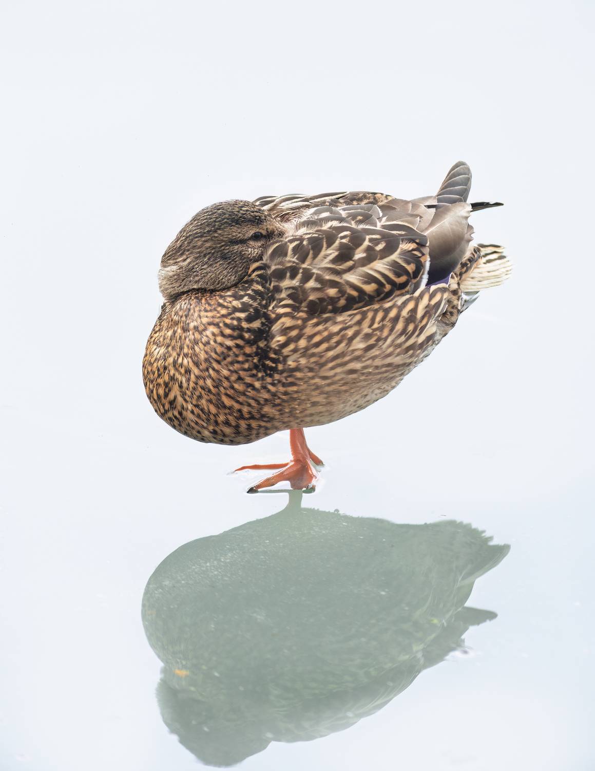 животные, птицы, утка, природа, wildlife, , Пронин Денис