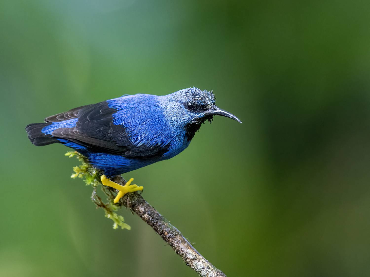 , Fernando Burgalin Sequeira