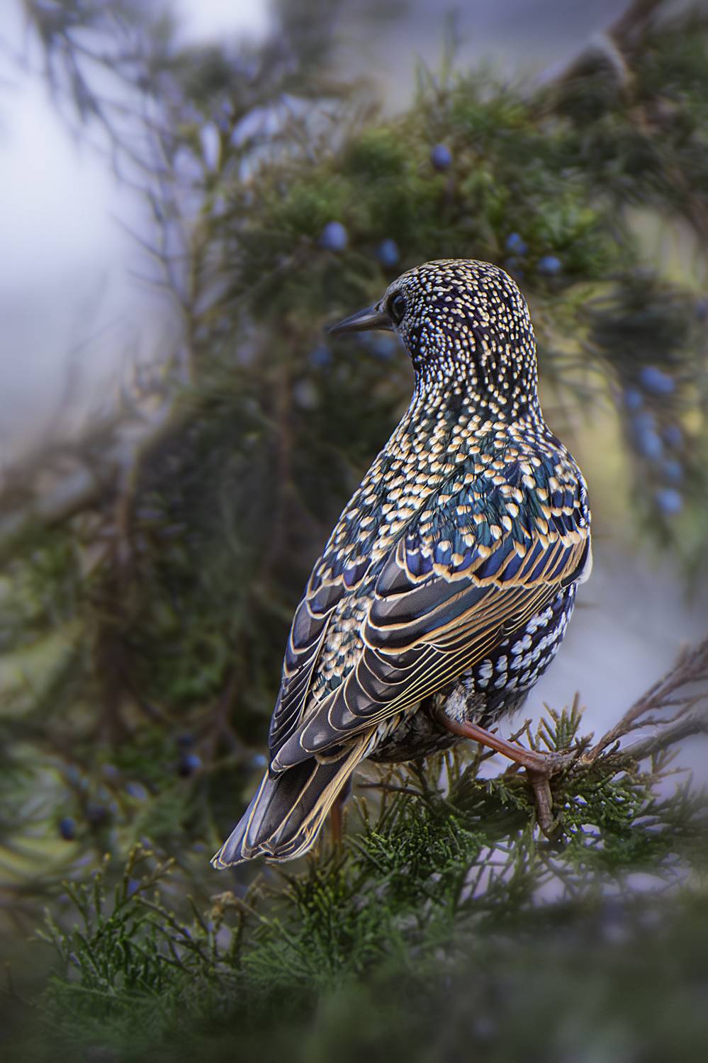 фотоохота природа птицы, Оджи Мила