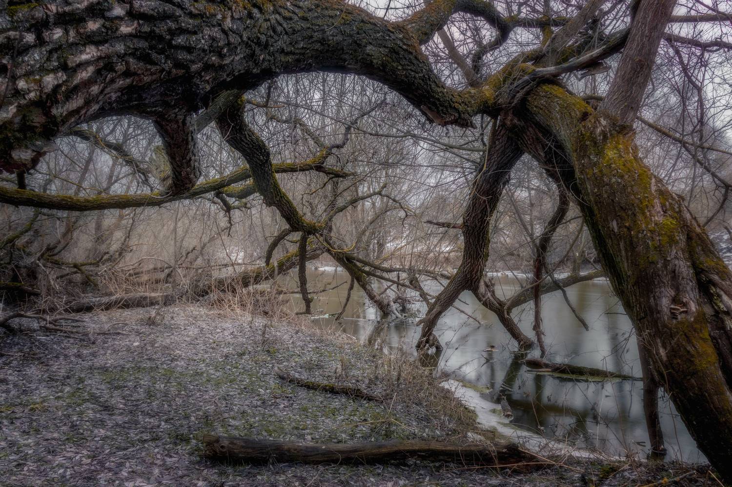 деревья, дерево, Сережа Сережин