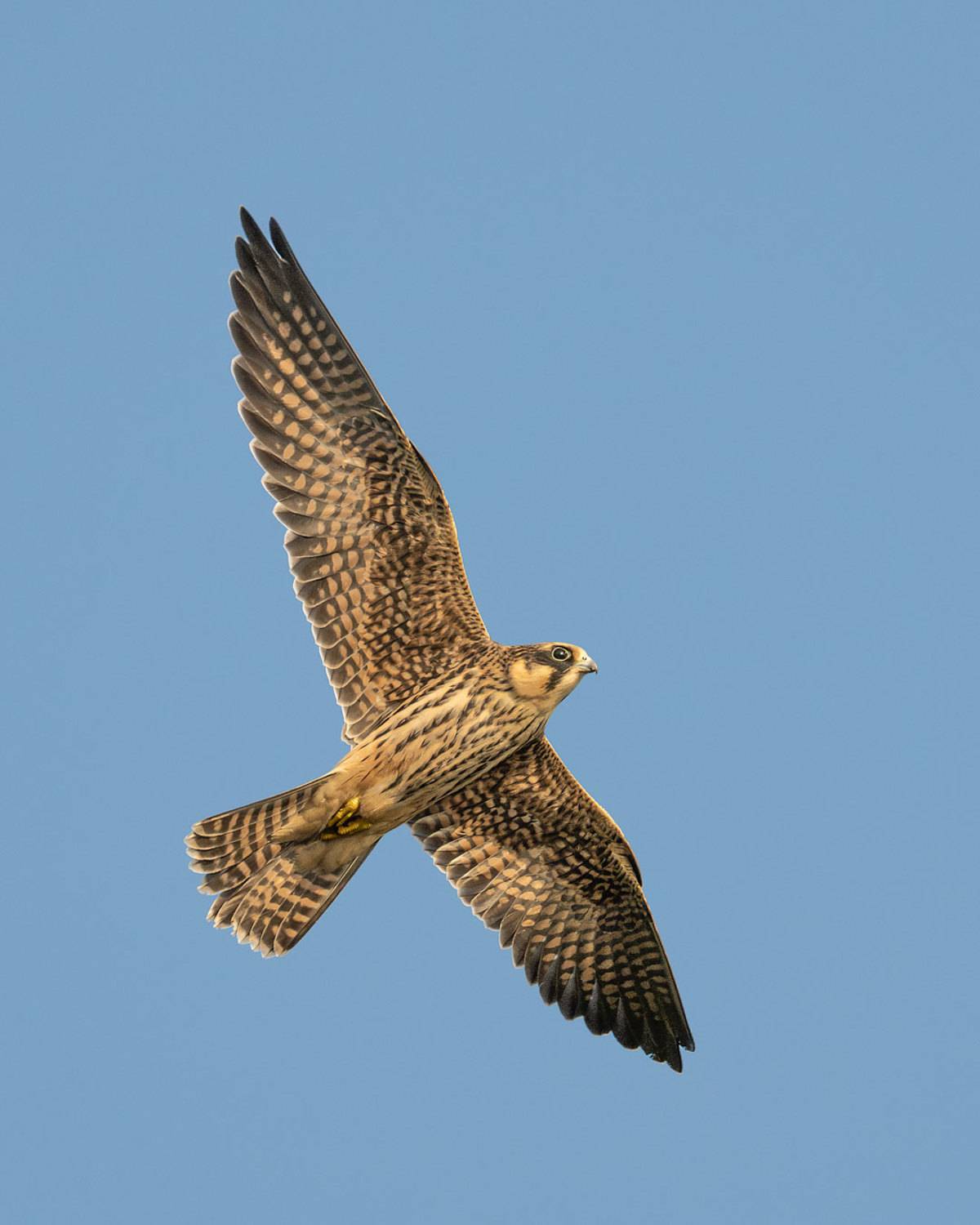 , Бушков Евгений