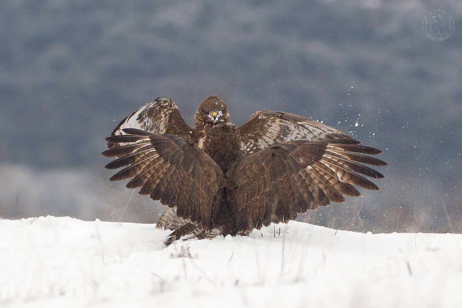 , Евгени Стефанов