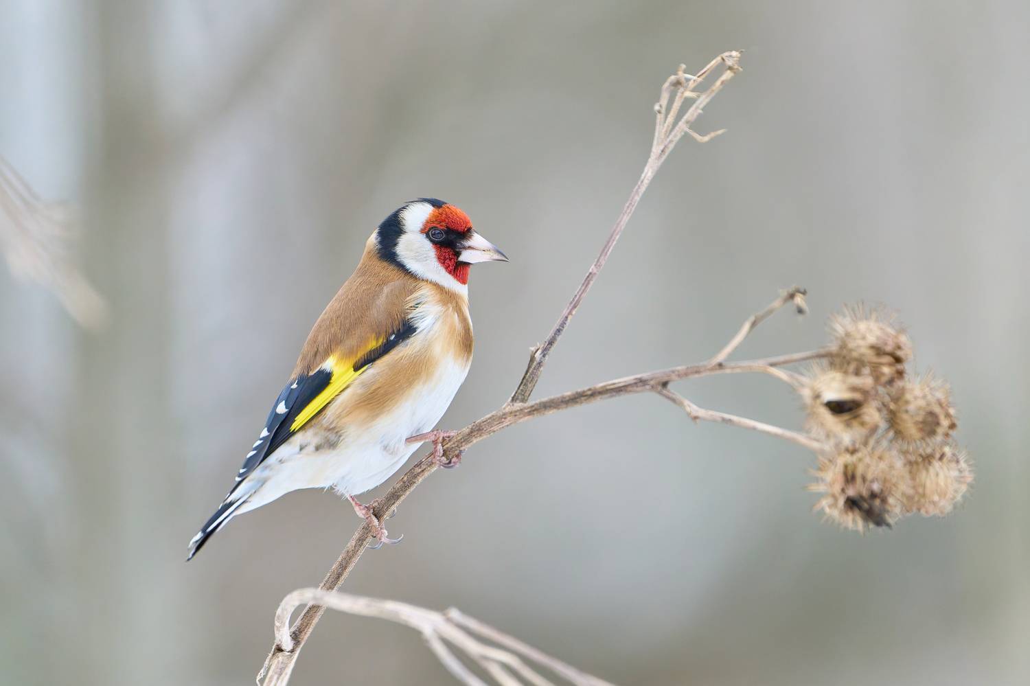 птицы, щегол, зима, Стас