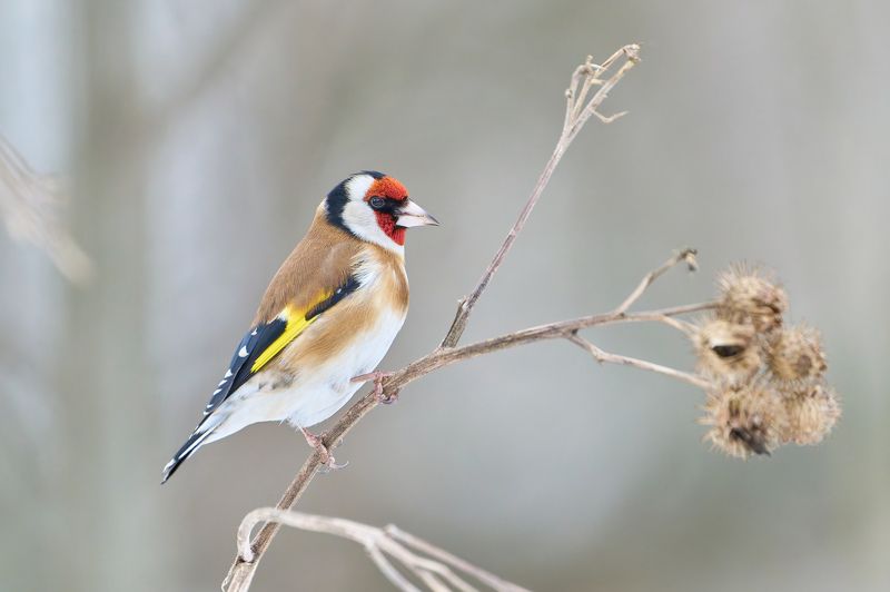 птицы, щегол, зима Щегол фото превью