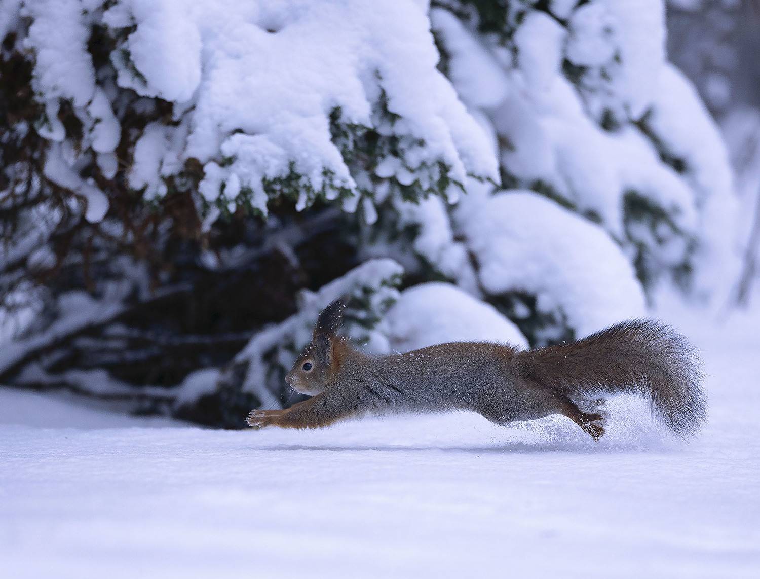 белка, полёт, лес, природа, squirrel,flight, forest, winter, nature, Стукалова Юлия