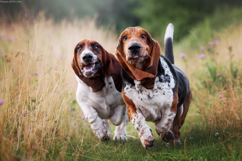 бассет, хаунд, бегут, собаки, синхронно, двое, уши, быстро, лапы, бассеты Синхронисты фото превью