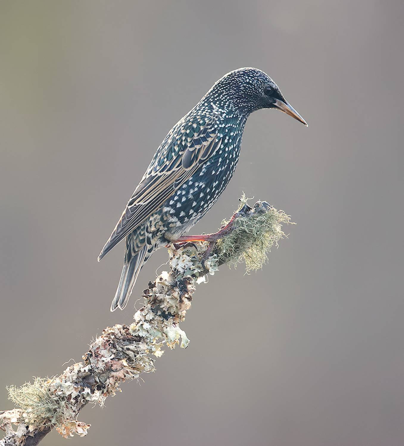 cкворец, european starling,  starling, зима, Etkind Elizabeth