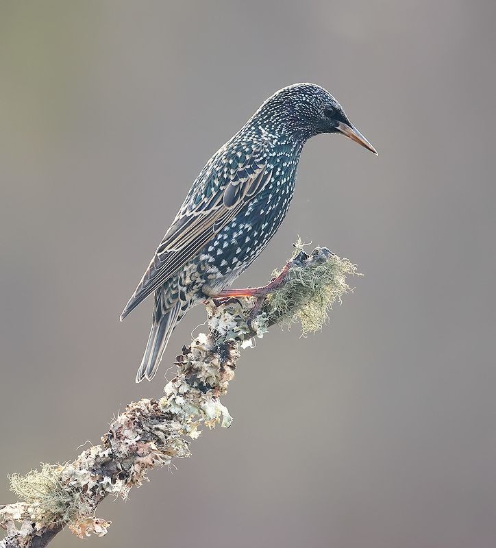 cкворец, european starling,  starling, зима Juvenile. European Starlings - Molting Молодой Линяющий Скворец фото превью