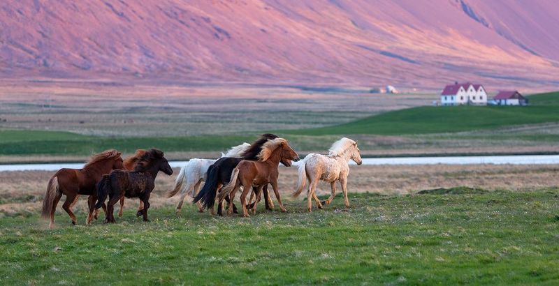 Horses фото превью