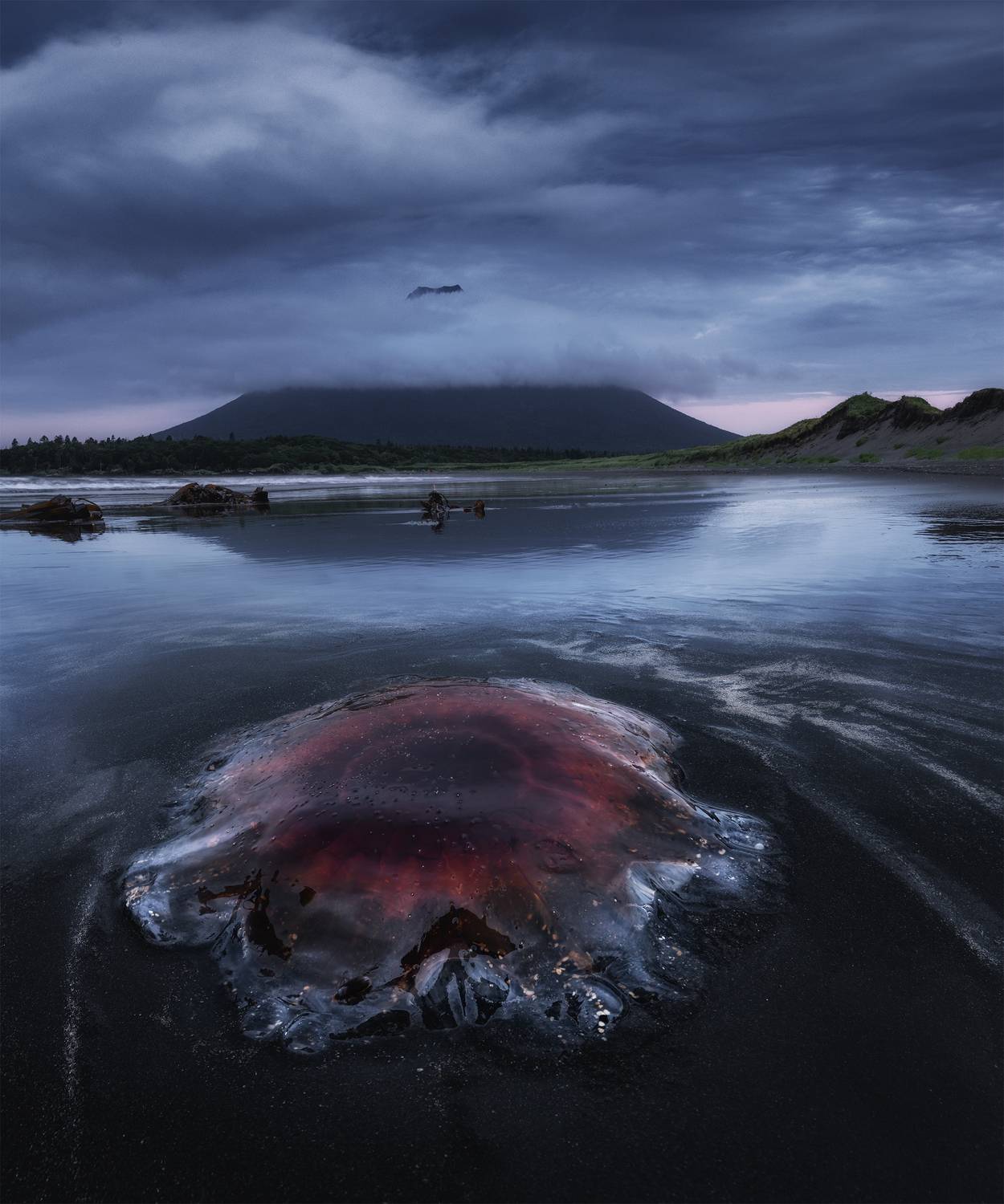 , Политова Анна