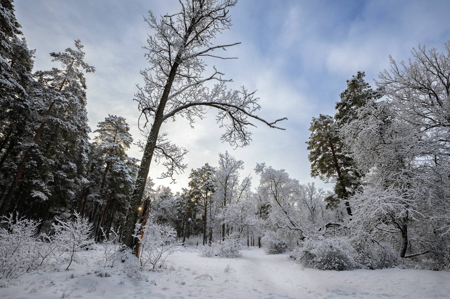 , Александр Бредихин