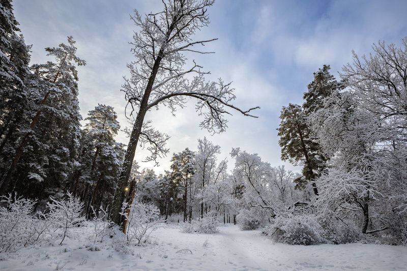 Январь в лесу фото превью