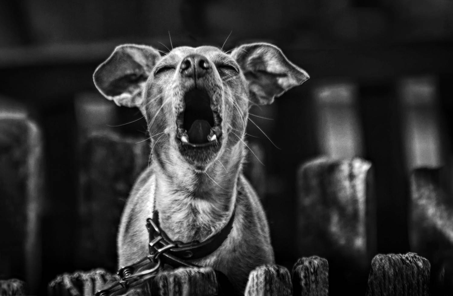 , Алёна Сурнина