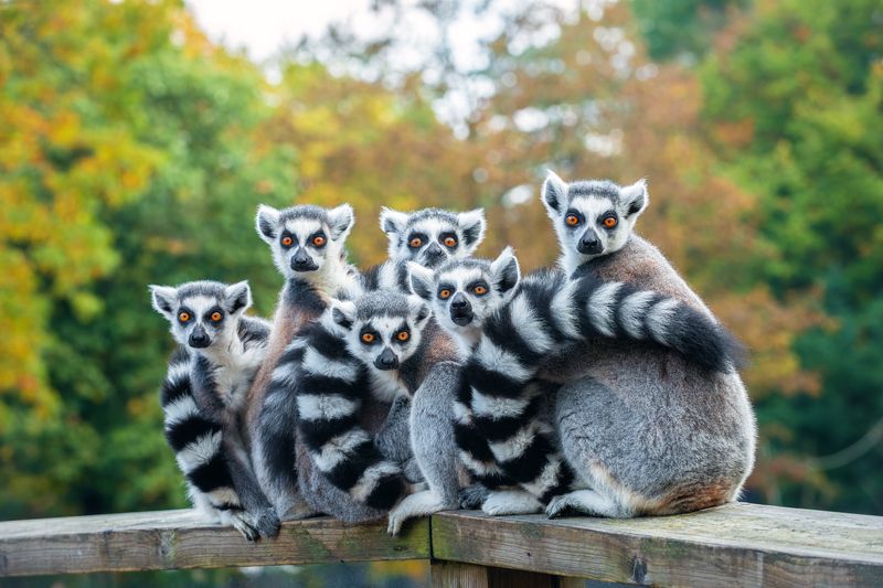 лемур; кольцехвостый лемур; кошачий лемур; лемур катта; маки; animal; lemur; ring-tailed lemur; lemur catta; Выражение эмоций фото превью