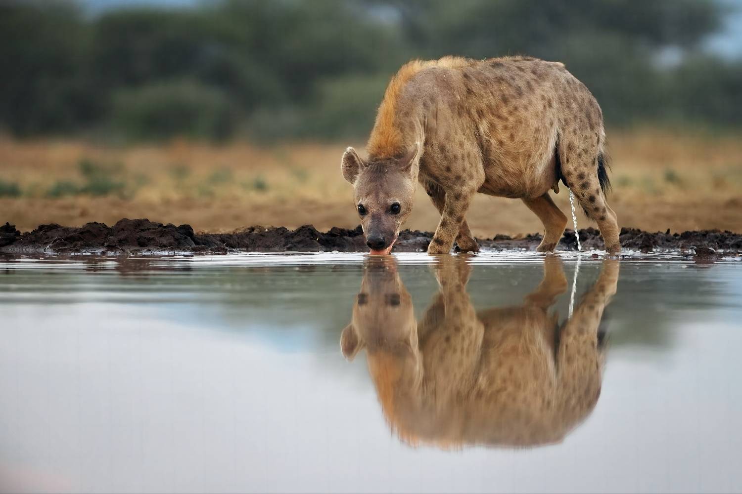 , Александр Перов