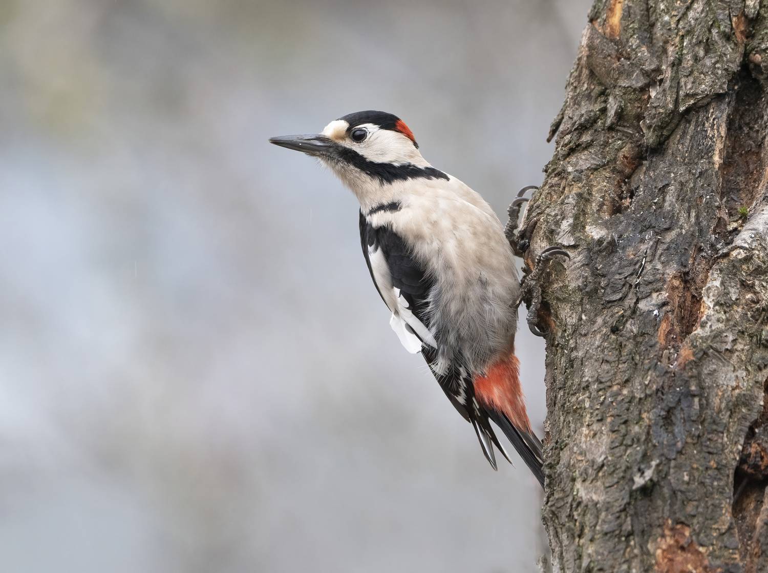 птицы,природа, зима, Андрей Киселёв