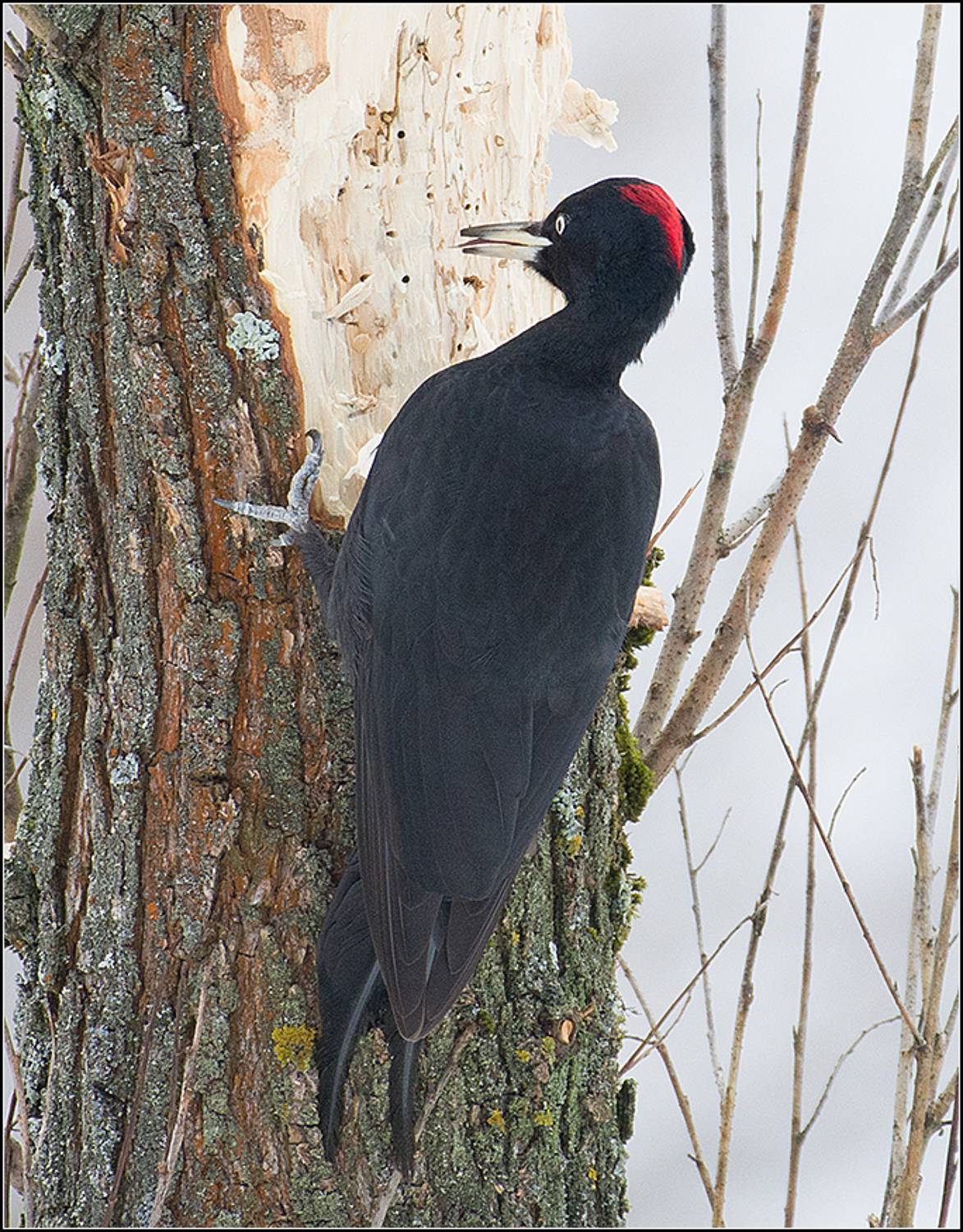 москва, парк, птица, АНАТОЛИЙ ДОВЫДЕНКО