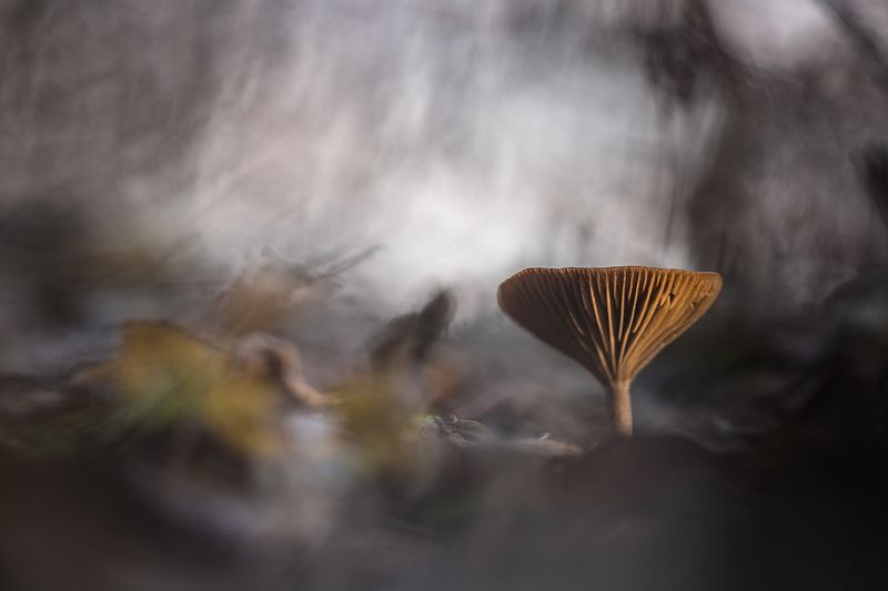 Январь в лесу фото превью