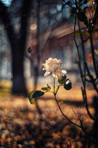 Сияние Крымской зимы.