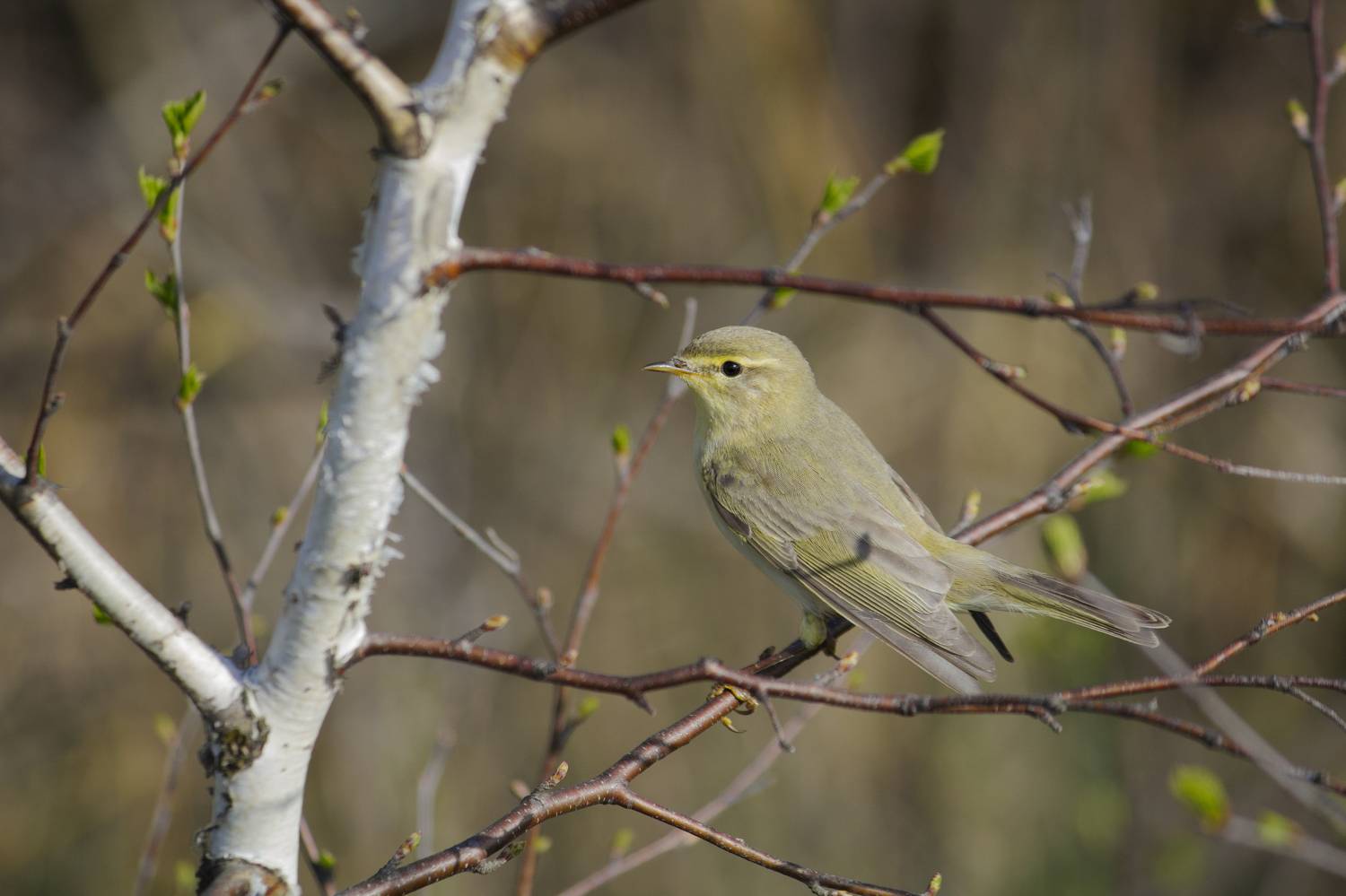 пеночка, пеночка-весничка, весничка, птица, птицы, лес, весна, новосибирск, Воронов Денис