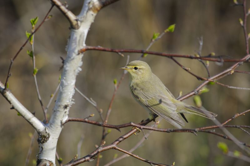 пеночка, пеночка-весничка, весничка, птица, птицы, лес, весна, новосибирск Весничка фото превью