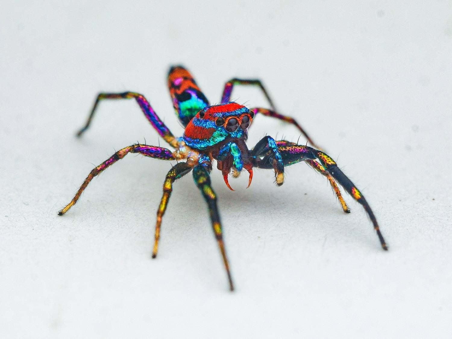 #jumpingspider, #spider, #macro, #photography, #india, Manjunath Acharya