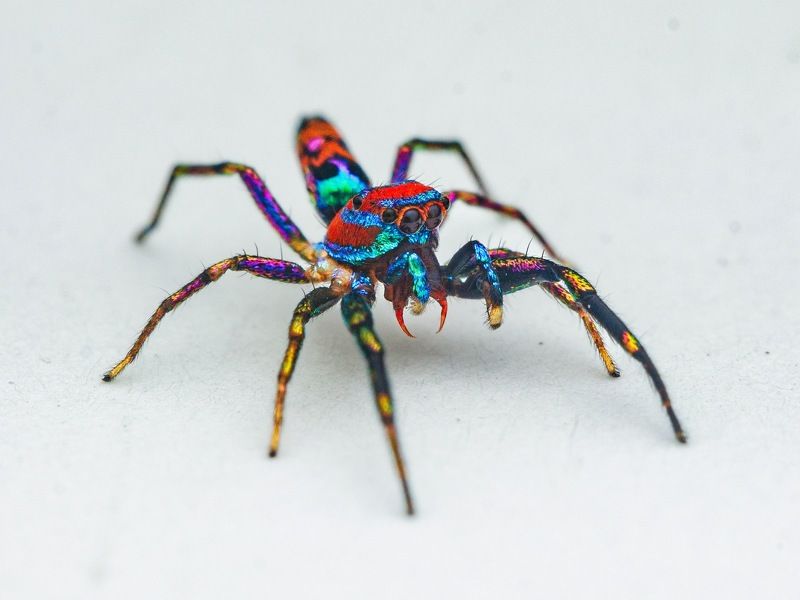 #jumpingspider, #spider, #macro, #photography, #india  фото превью