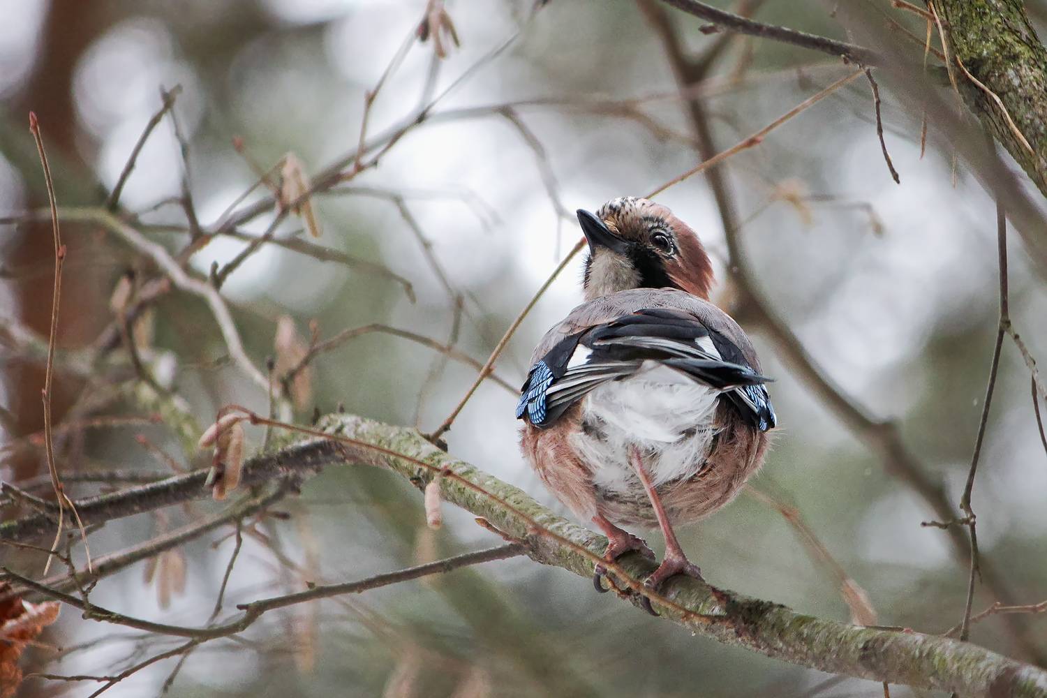 сойка, обыкновенная сойка, кареза, garrulus glandarius, КарОл
