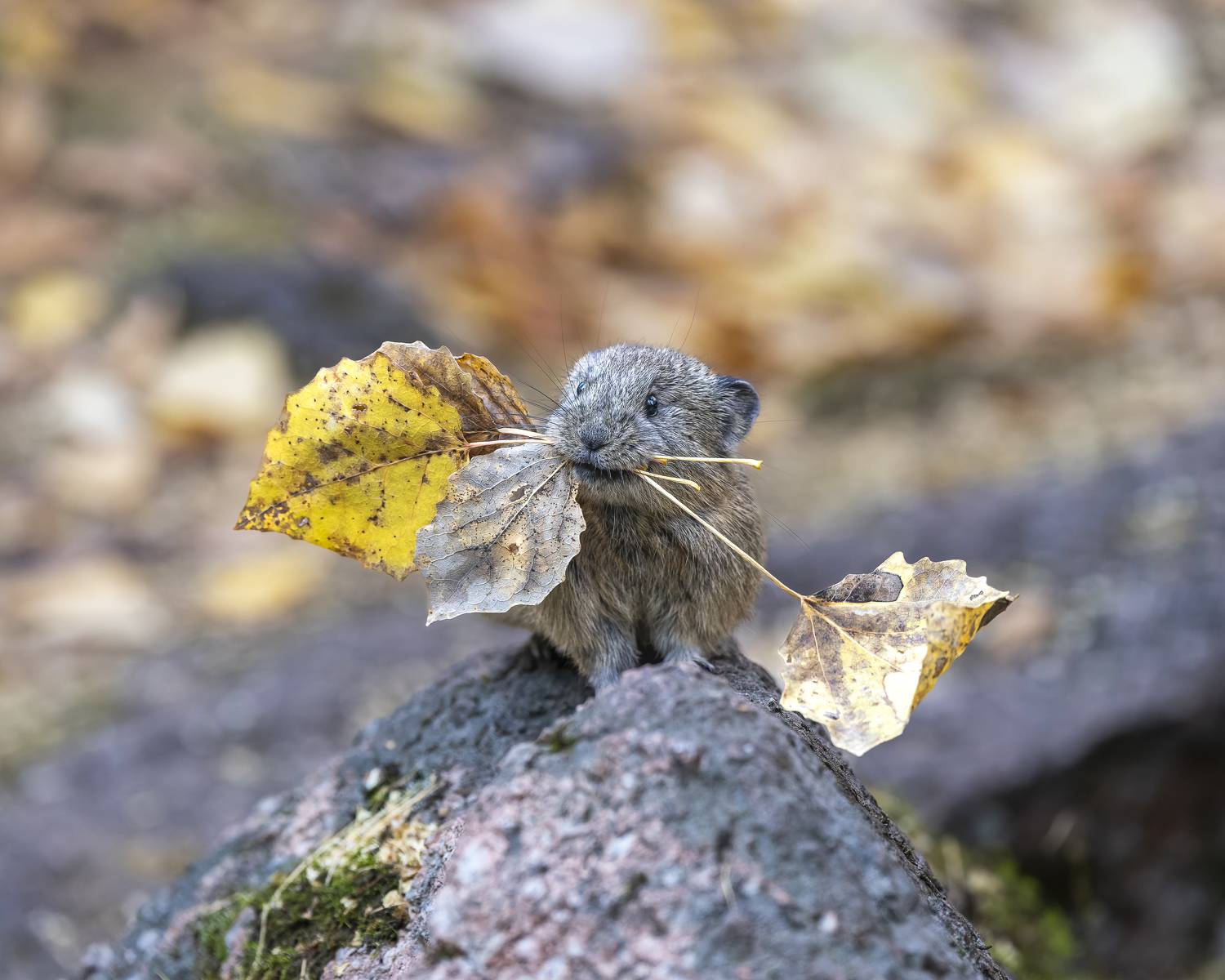 пищуха, гербарий, осень, Красноярские Столбы, Екатерина Дубровская