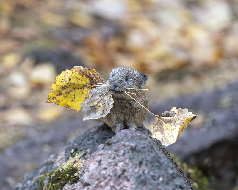 пищуха, гербарий, осень, Красноярские Столбы Я не жадная, я запасливая! Северная пищуха. фото превью