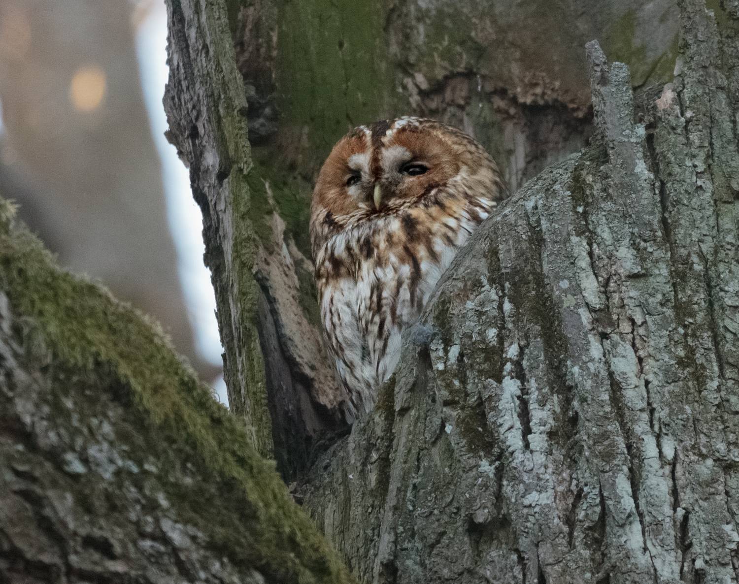 , Светлана Холодняк