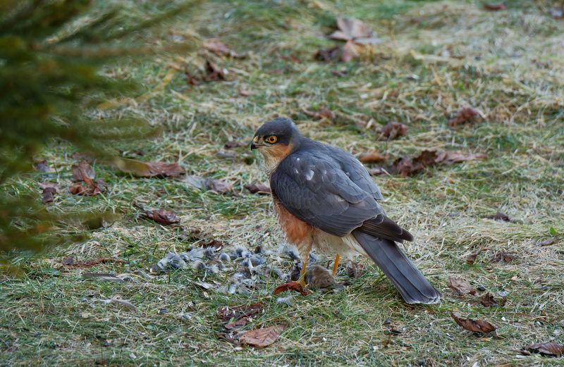 ястреб, перепелятник, хищник, добыча, птицы, природа, hawk, predator, birds, nature Ястреб ощипывает воробья фото превью