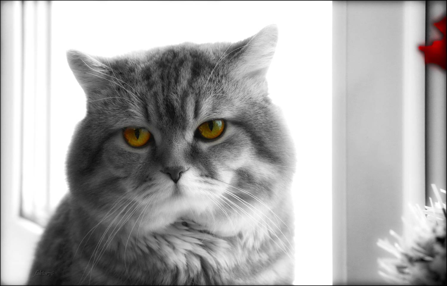 кот, мурзик, животные,  Сергей