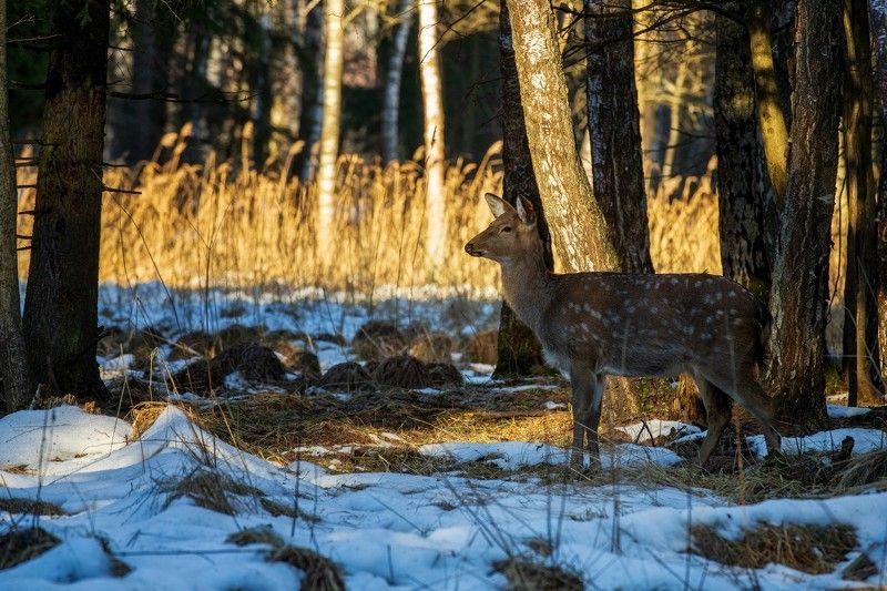 *** фото превью