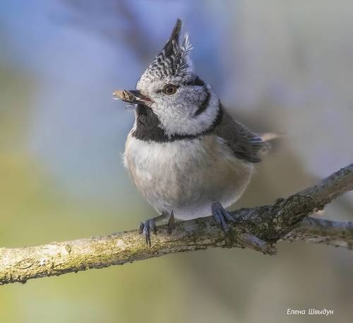 European crested tit