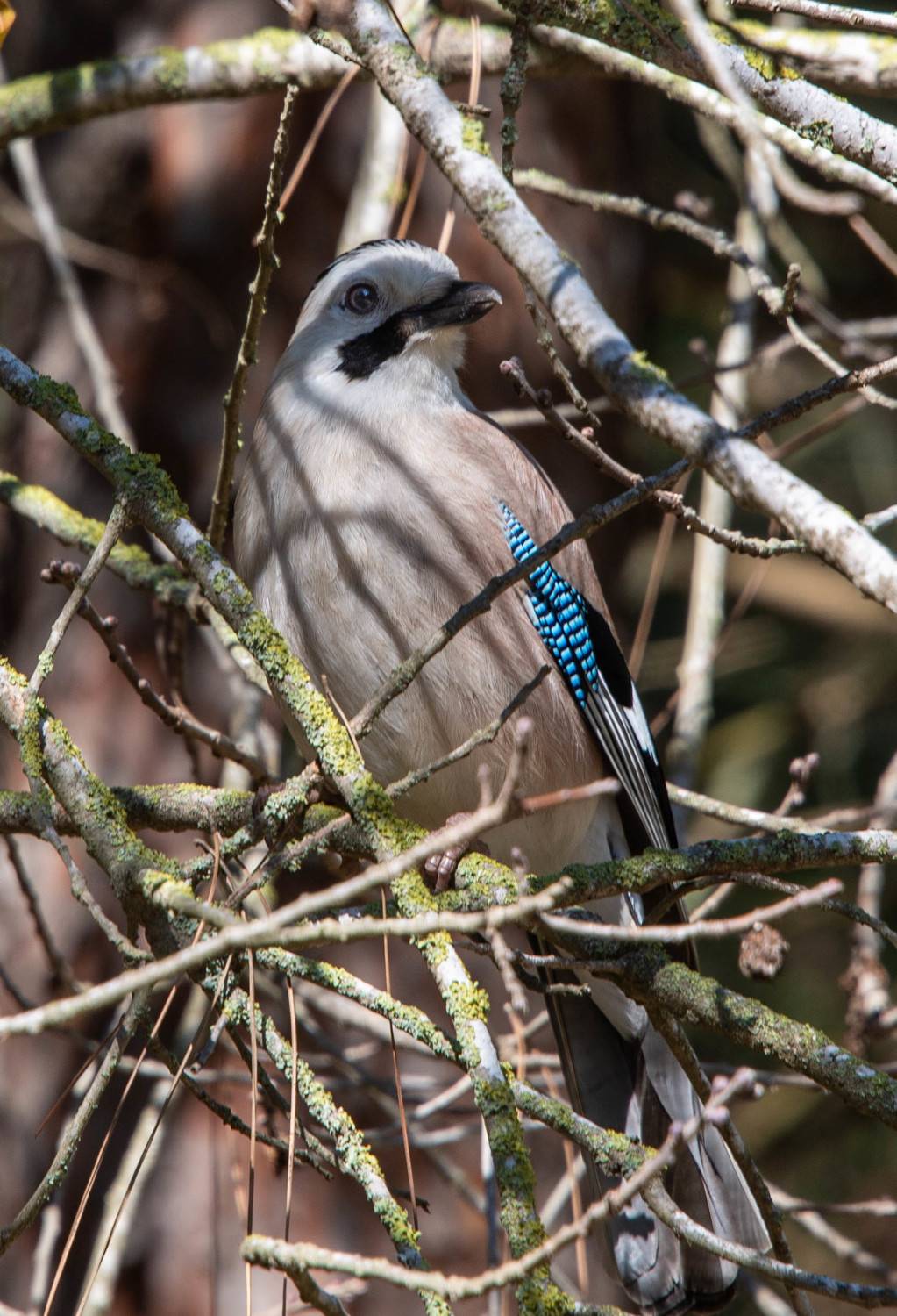 , Vladimir Bragilevsky