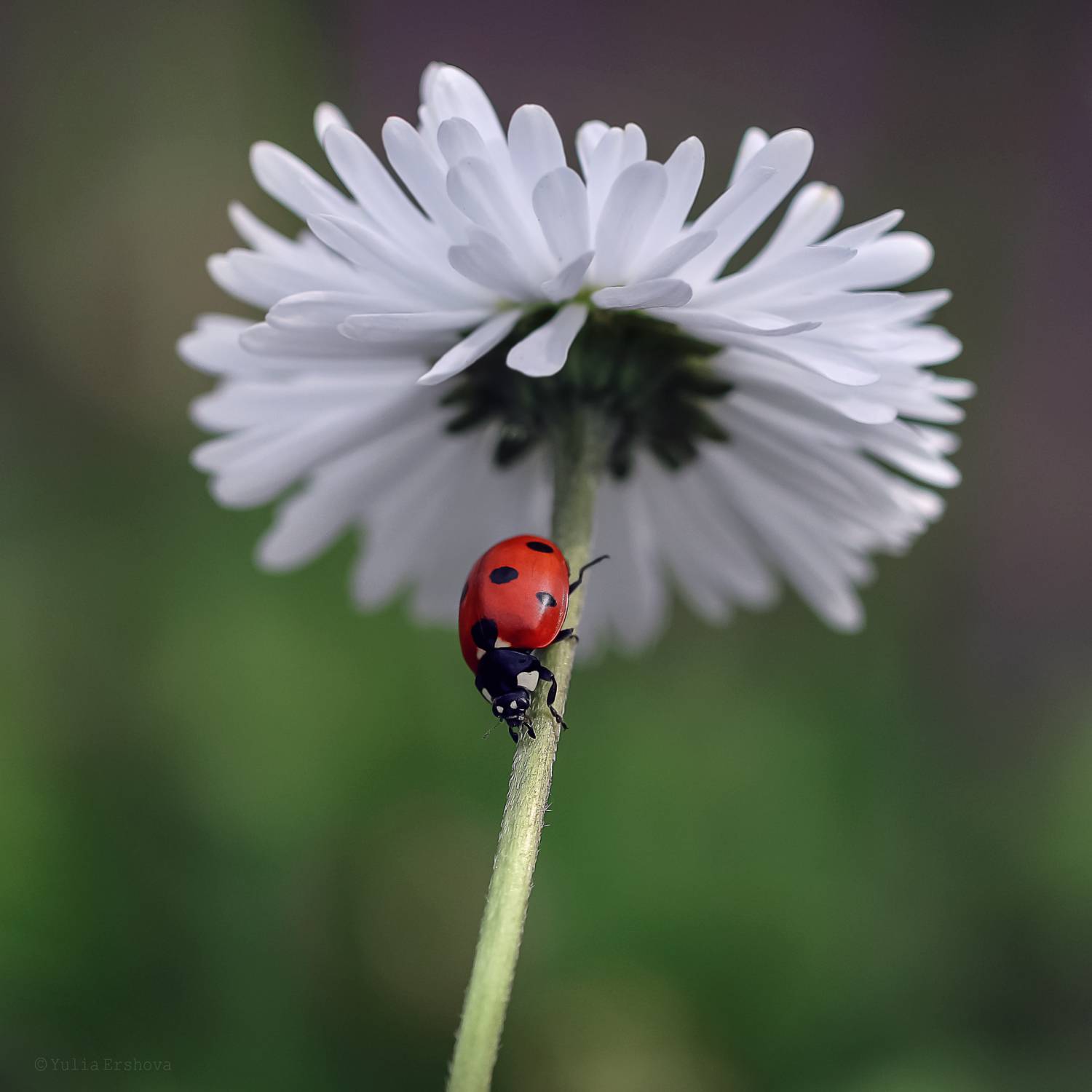 божья коровка, маргаритка, Ершова Юлия