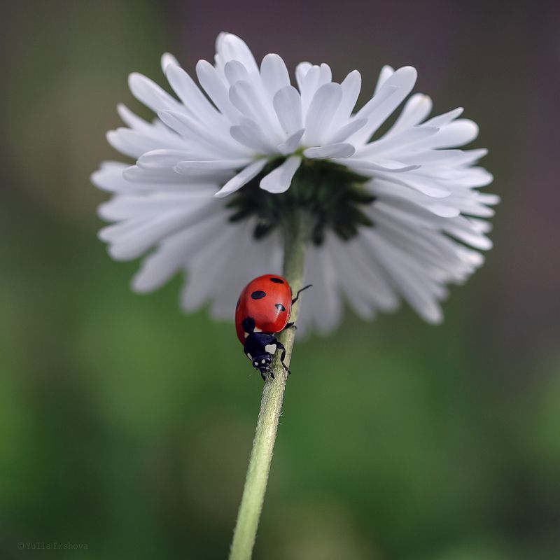божья коровка, маргаритка *** фото превью