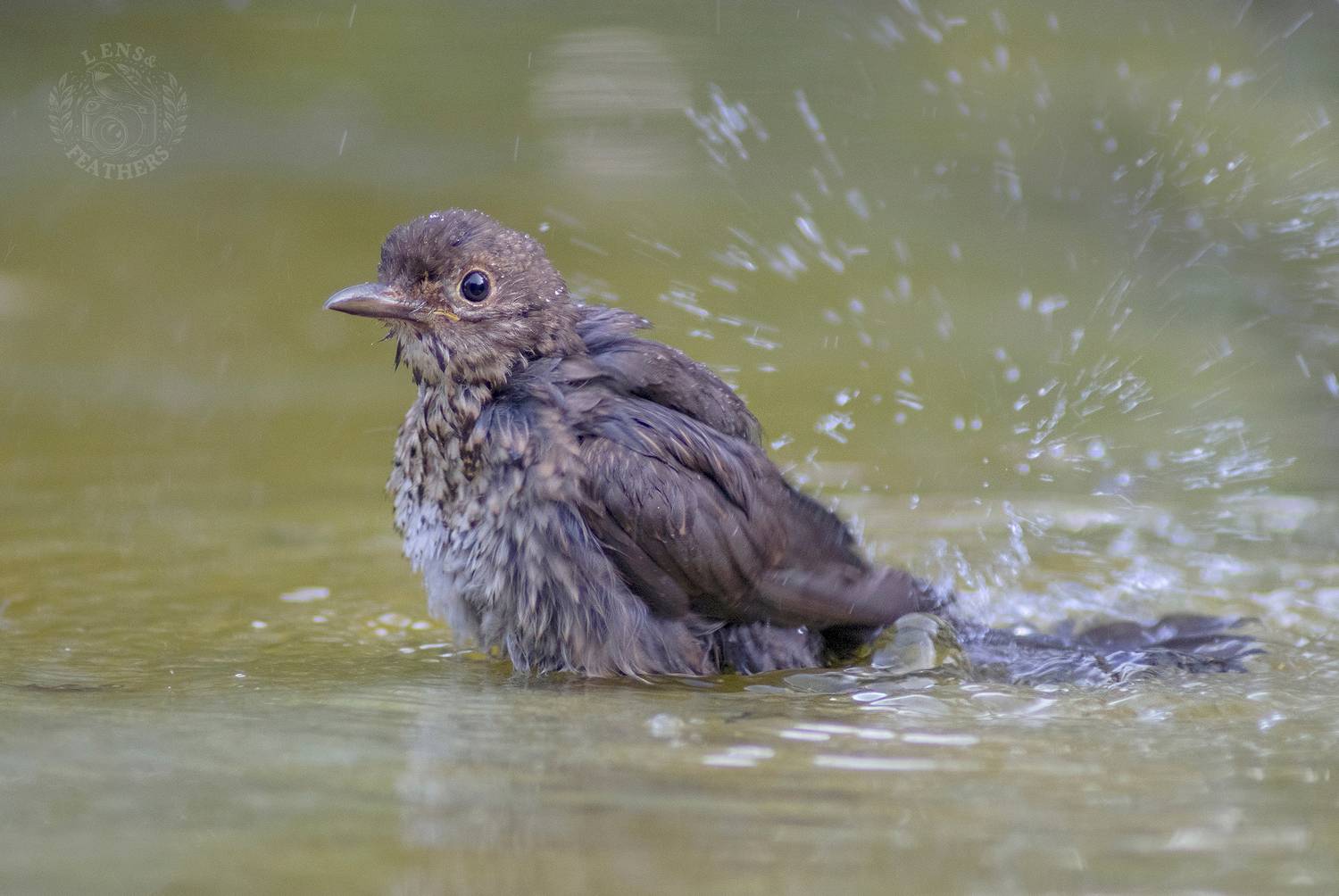 , Евгени Стефанов
