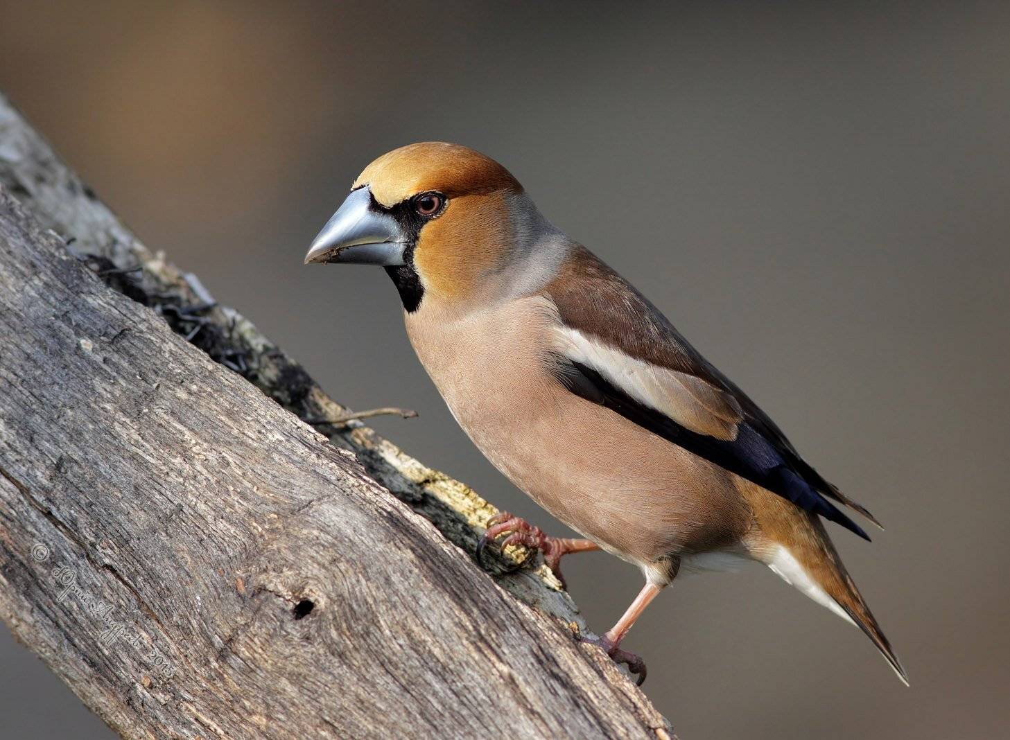 , Юрий Андреев