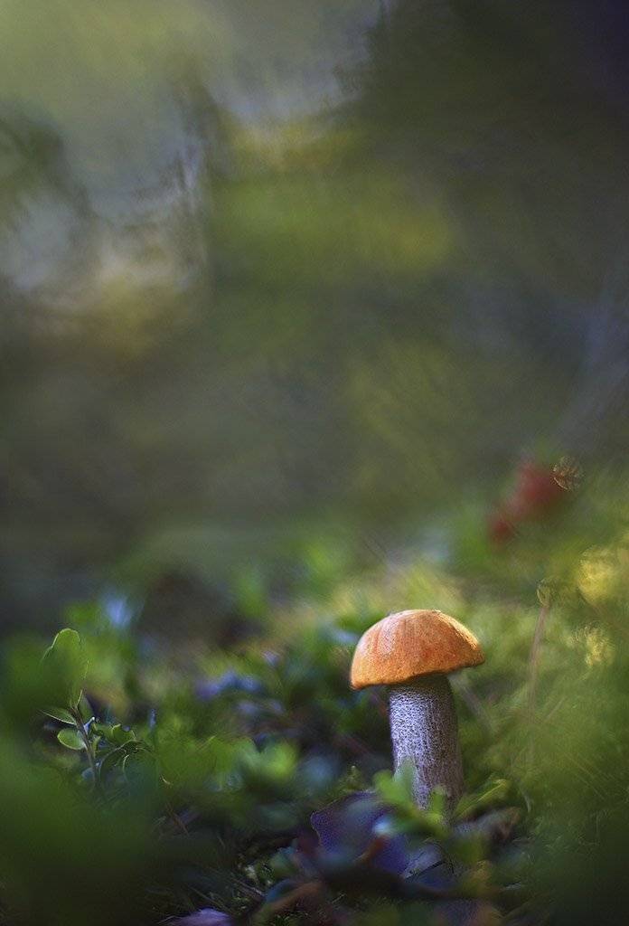 гриб,подосиновик,коричневый, одинарный, толстые,ноги, молодое,растение, макро, трава, мох, почвы, зеленые, желтые, листья, ветки, осень,лес, пейзаж, природа,разноцветные,торфяно-болотные,иглы, продукты питания, семена,, Виктор