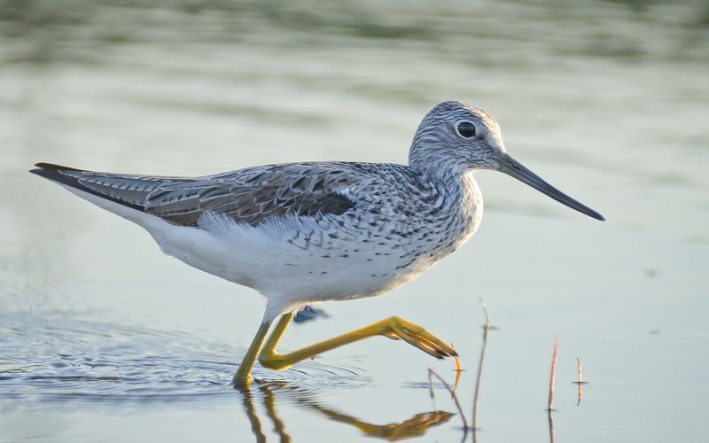 Ужин большого улита фото превью