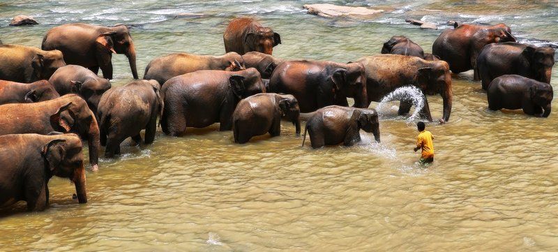 Вода, Река, Слоны Банный день фото превью